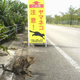 Image for article titled Watch Out for Cats!